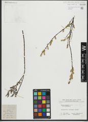 Foto von Salix repens subsp. repens L.